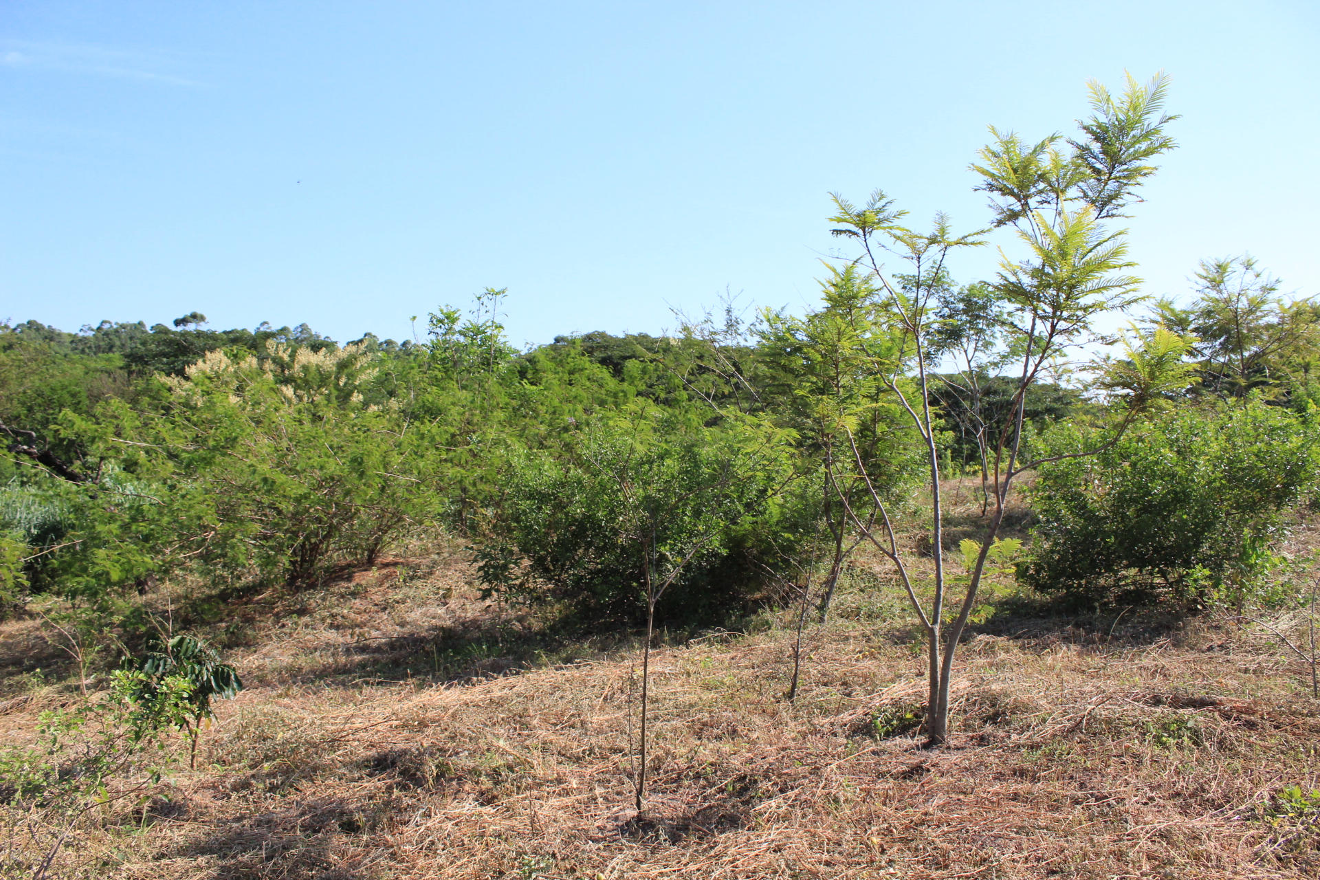 Restauração Ecológica