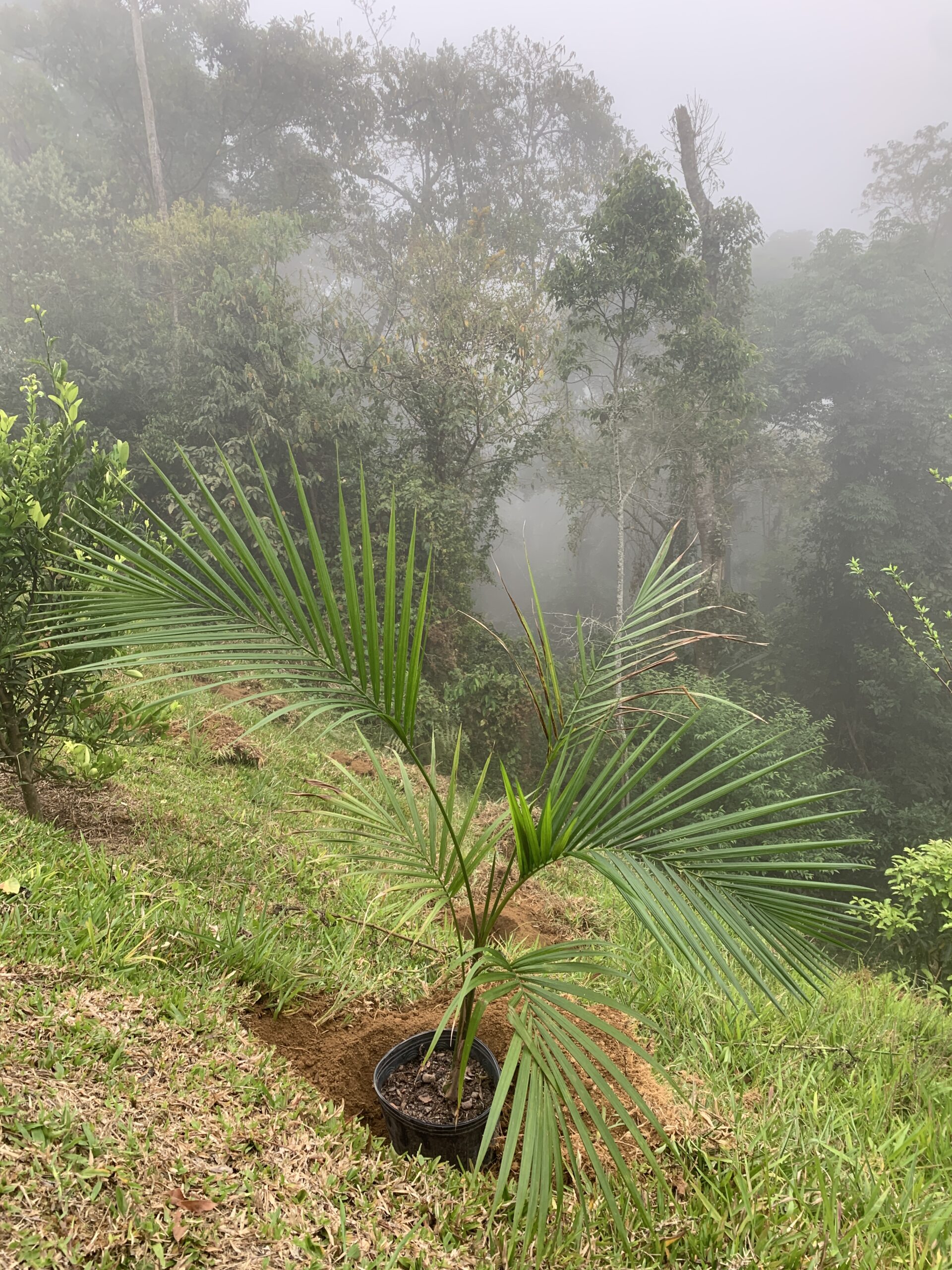 Restauração Ecológica em Lumiar