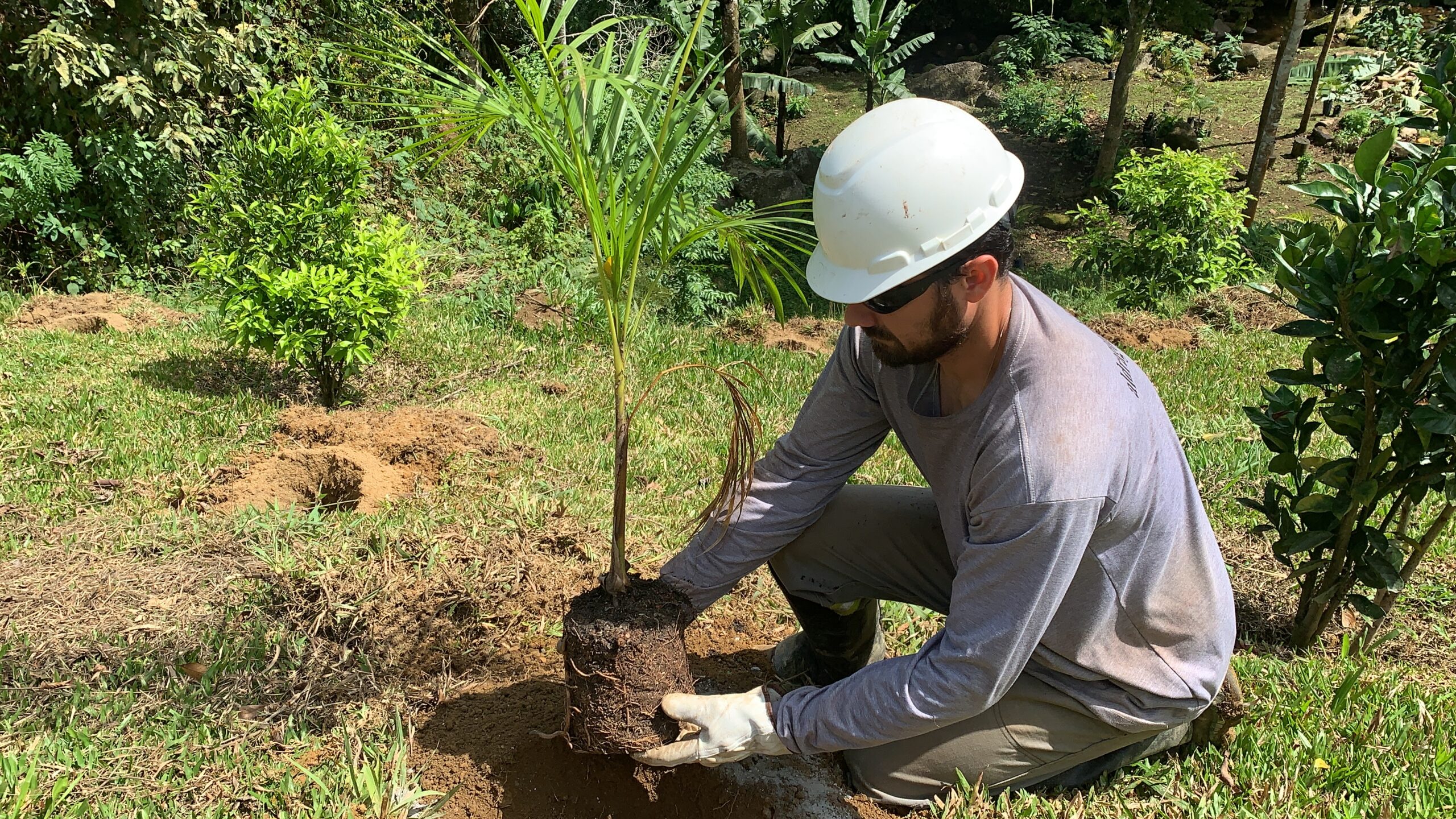 Restauração Ecológica em Lumiar