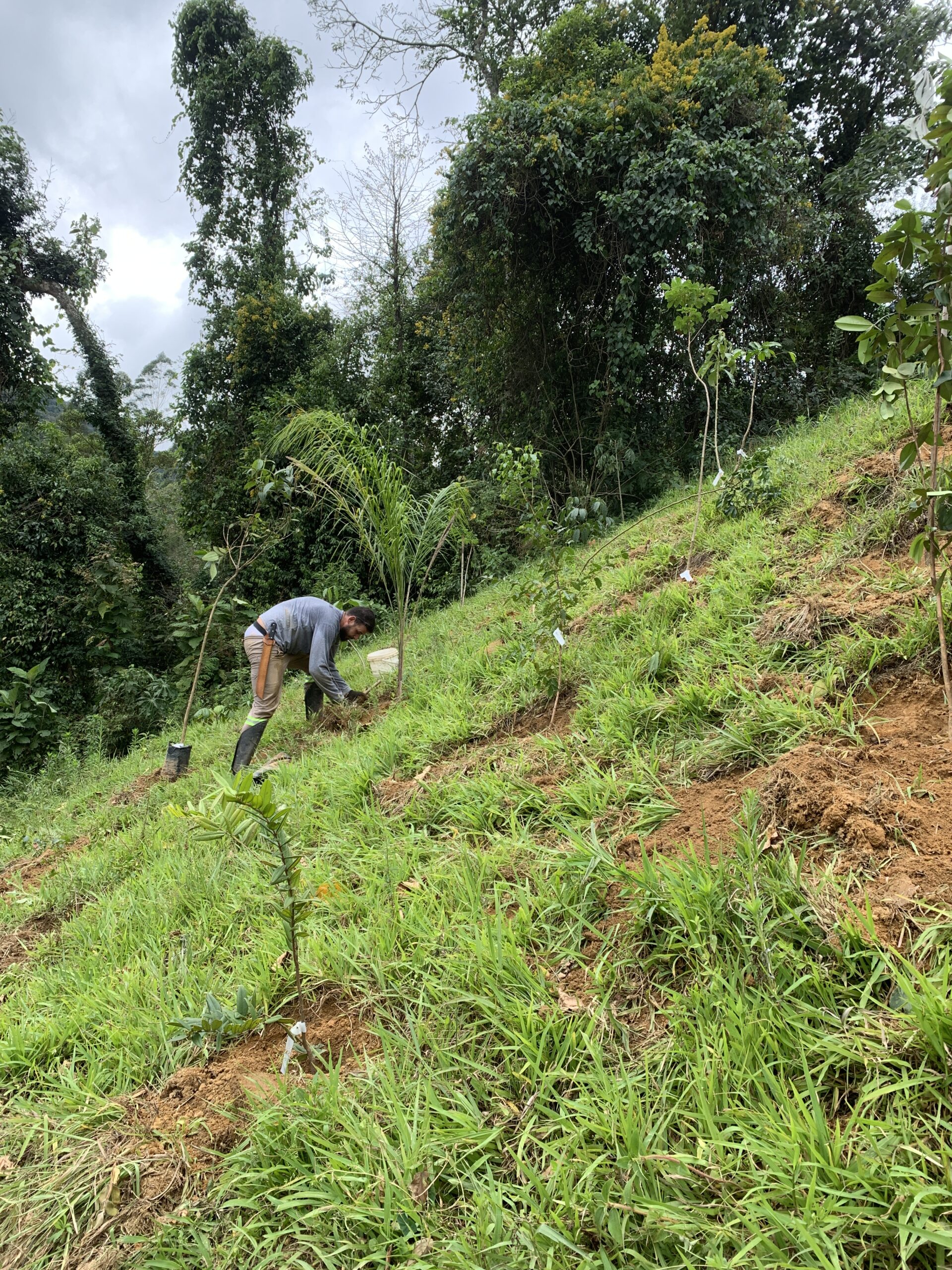 Restauração Ecológica em Lumiar