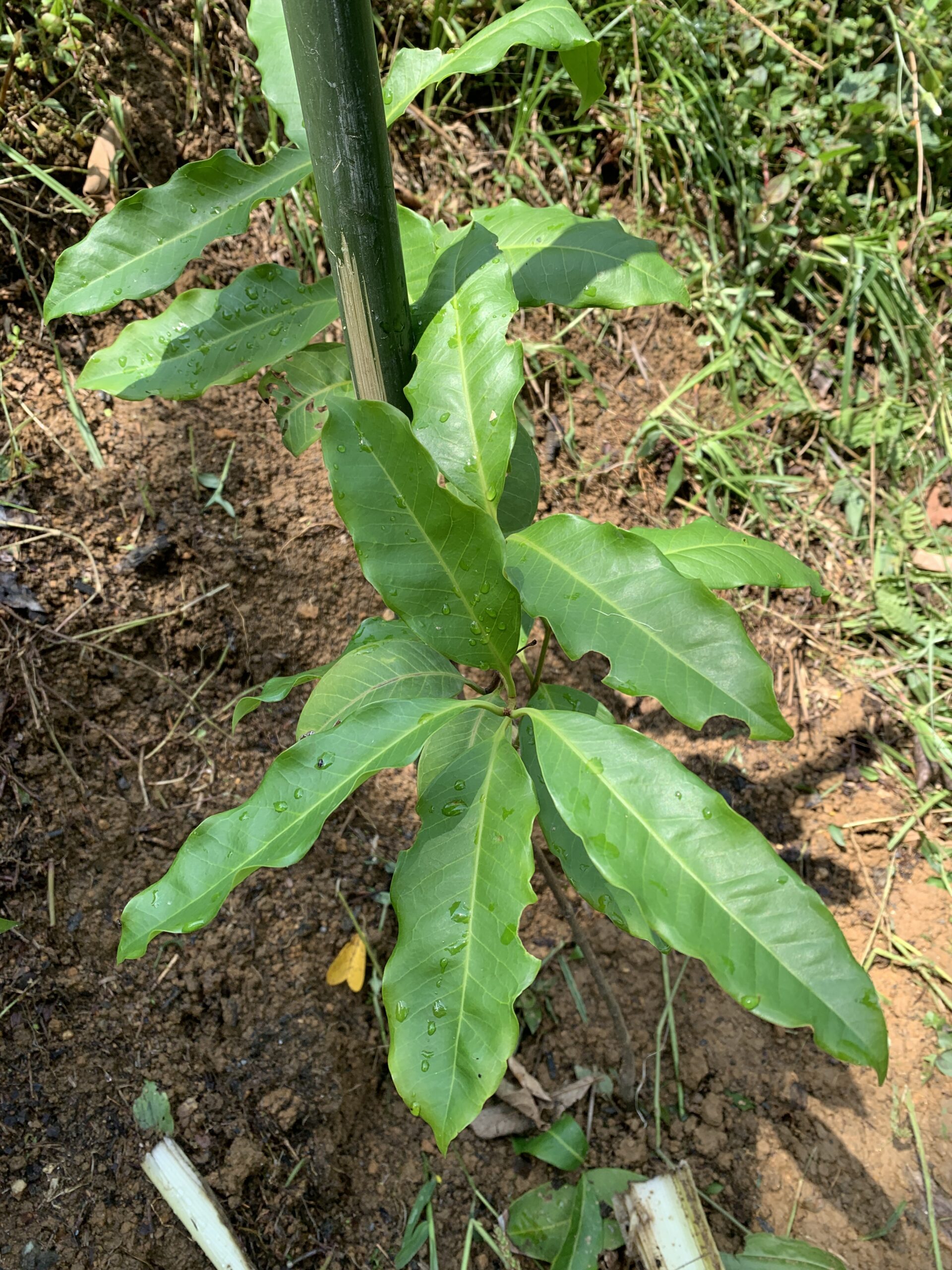 Restauração Ecológica em Lumiar