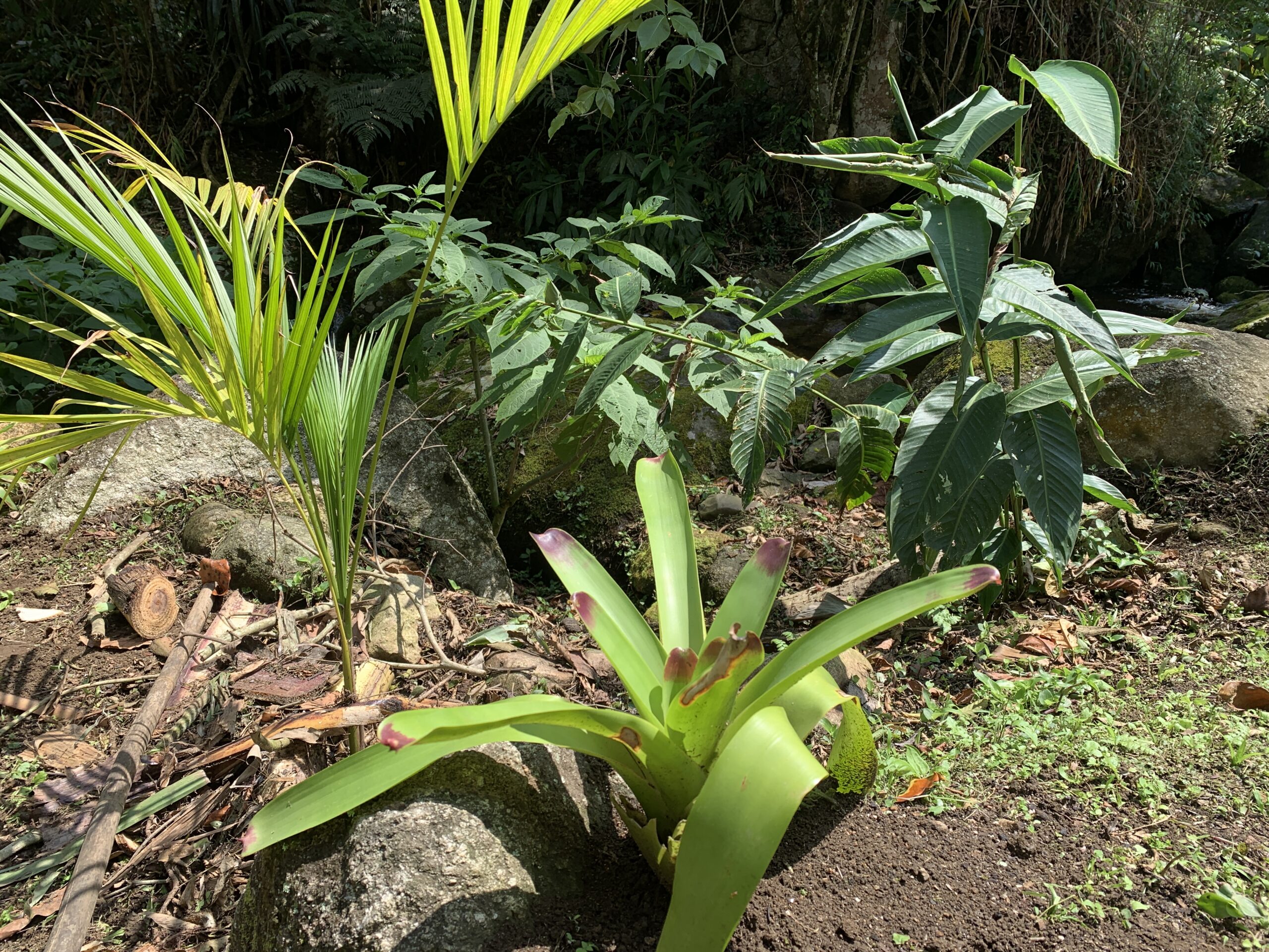Restauração Ecológica em Lumiar