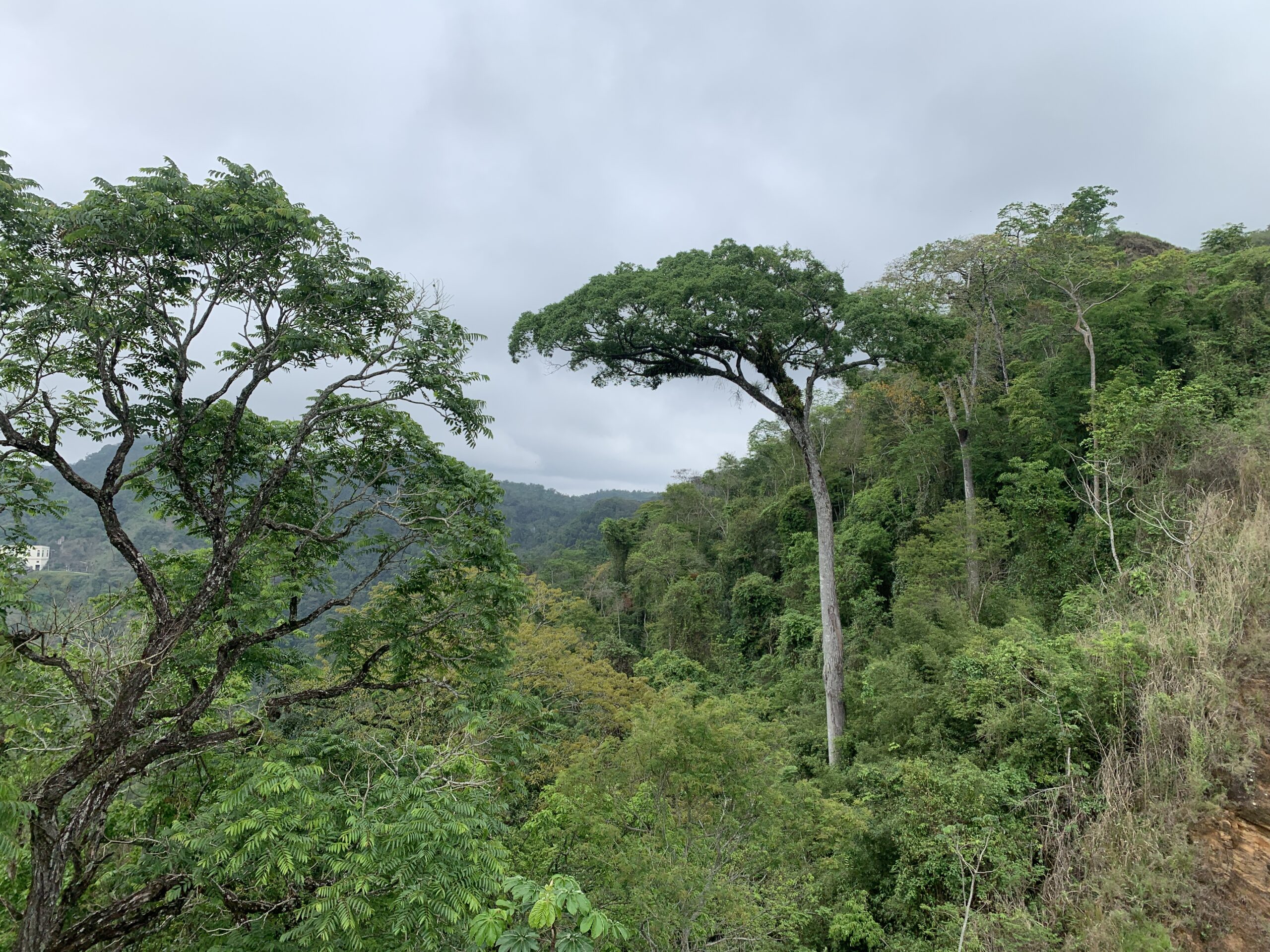 Cariniana legalis (Mart.) Kuntze. (jequitibá-rosa). Serra das Araras, Mata Atlântica, Rio de Janeiro.