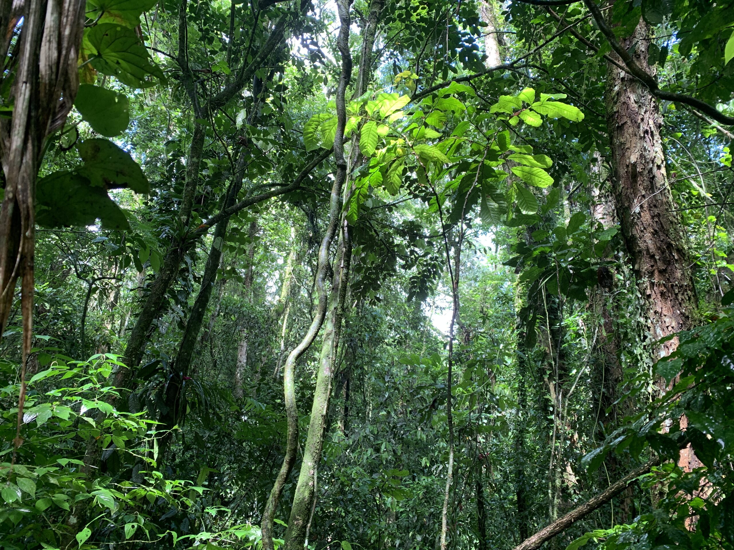 Floresta Ombrófila Densa, Mata Atlântica, Rio de Janeiro.