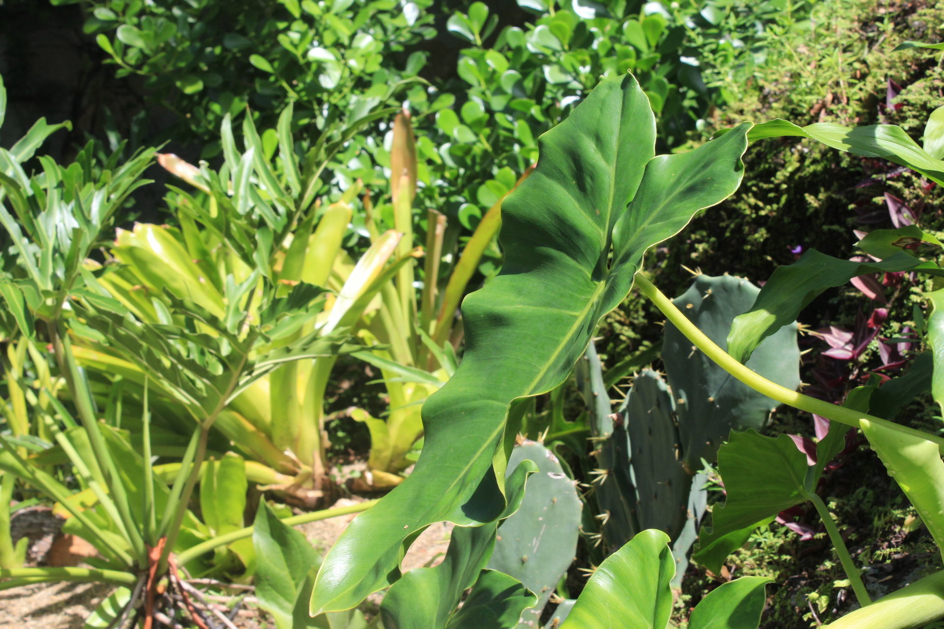 Jardim