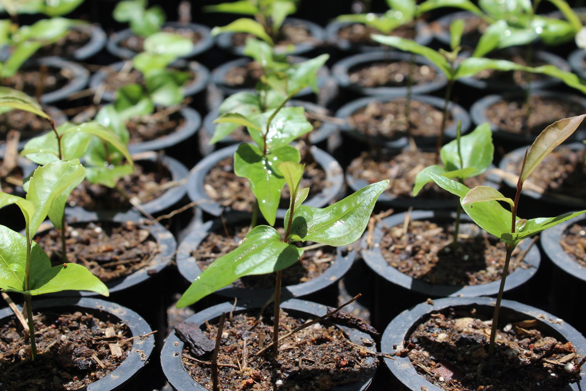 Produção de espécies nativas009