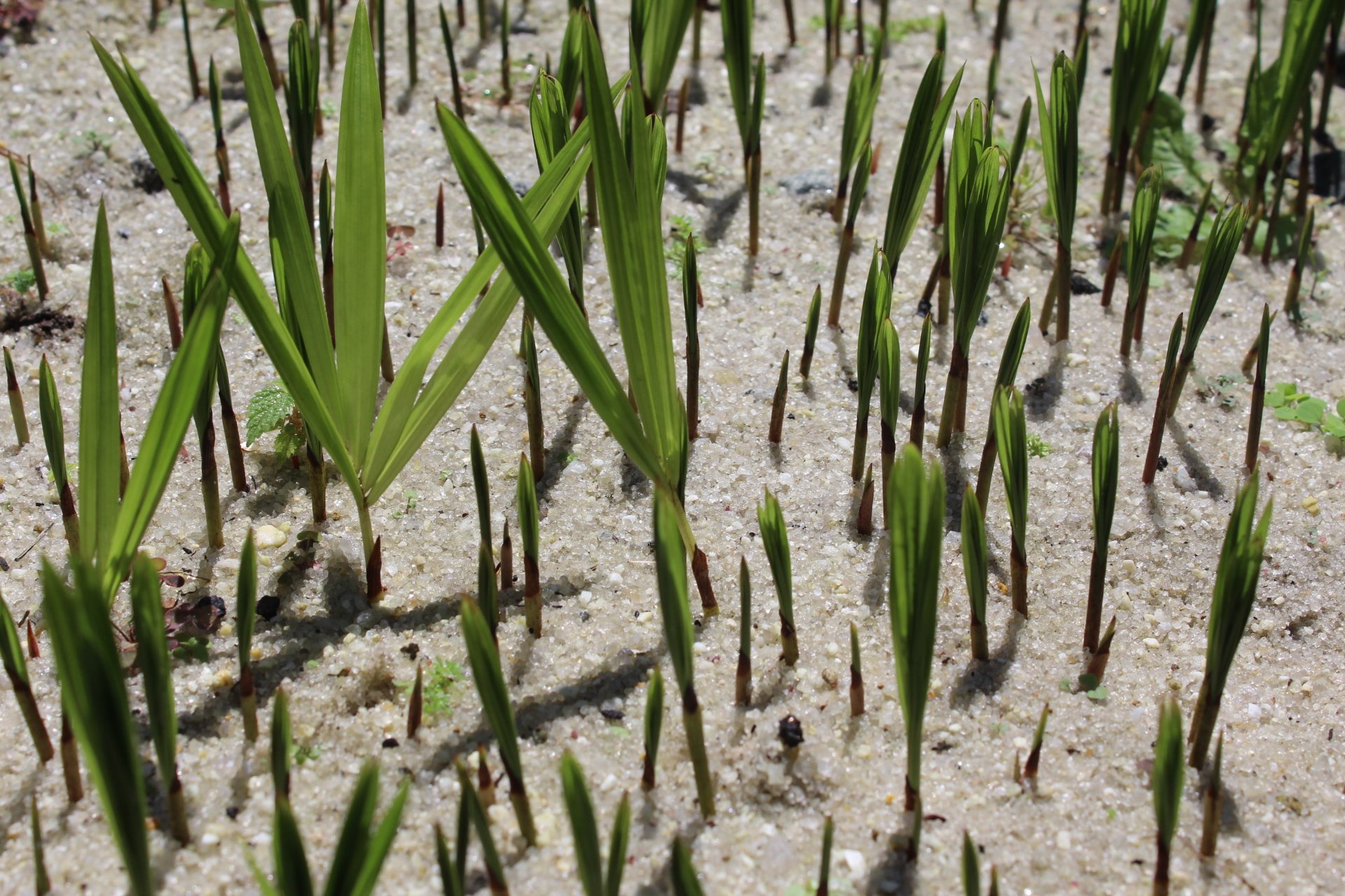 Produção de espécies nativas010