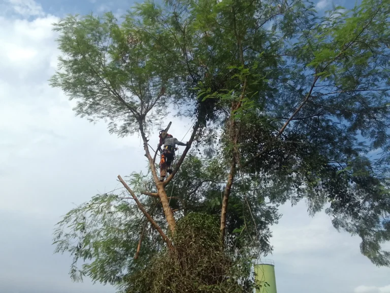 Manejo de Áreas Verdes