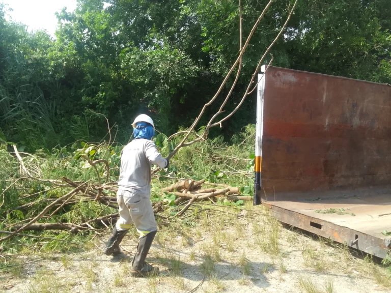 Manejo de Áreas Verdes