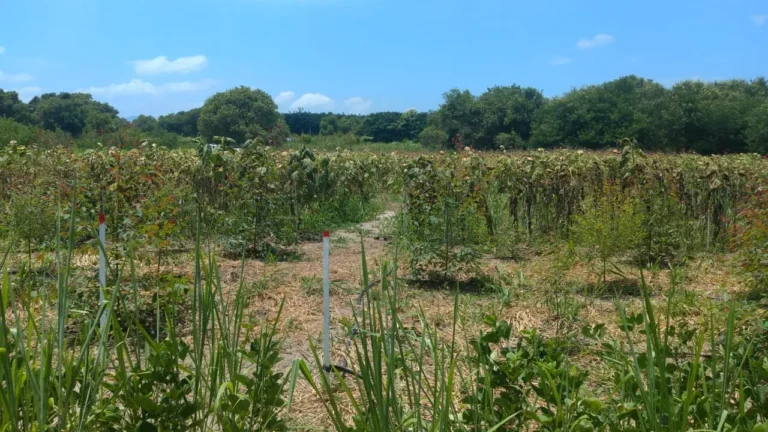 Implantação Manutenção e Apoio a Experimentos Científicos